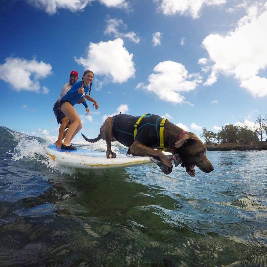 Hawaii Surf Dogs - Best Surf Experience for Kids, North Shore Oahu