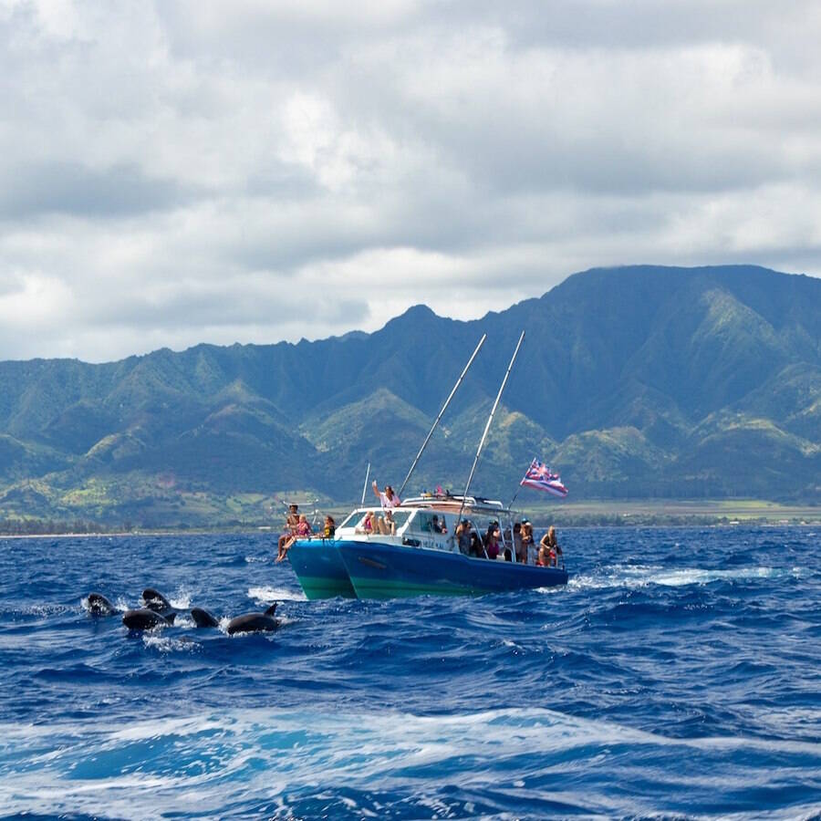 Nani Kai Ocean Adventures | Best Whale Watching Shark Tours Oahu