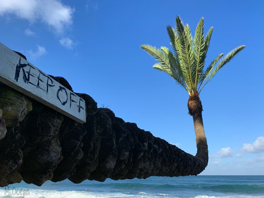 Sunset Beach Crooked Palm Tree