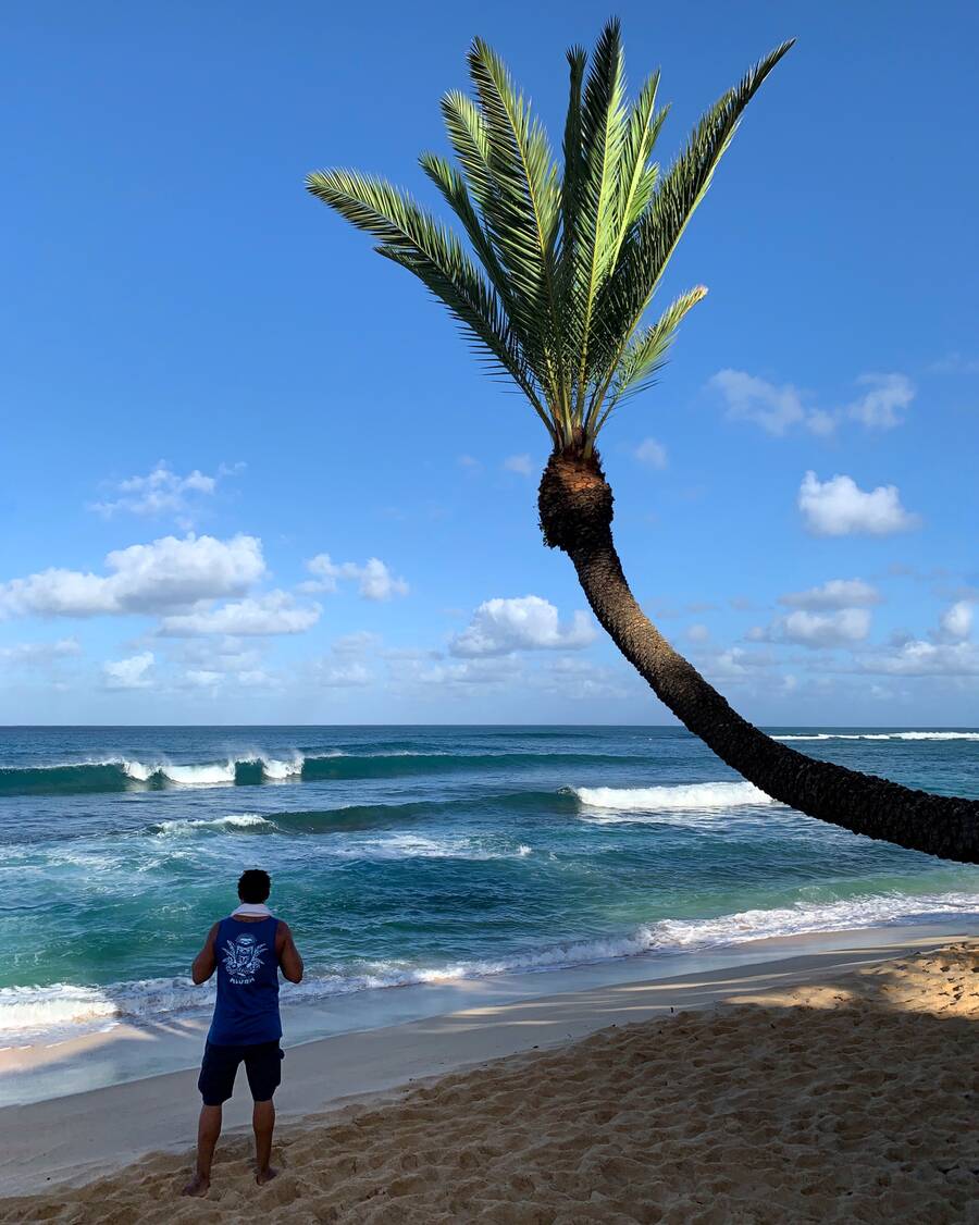 Sunset Beach Crooked Palm Tree