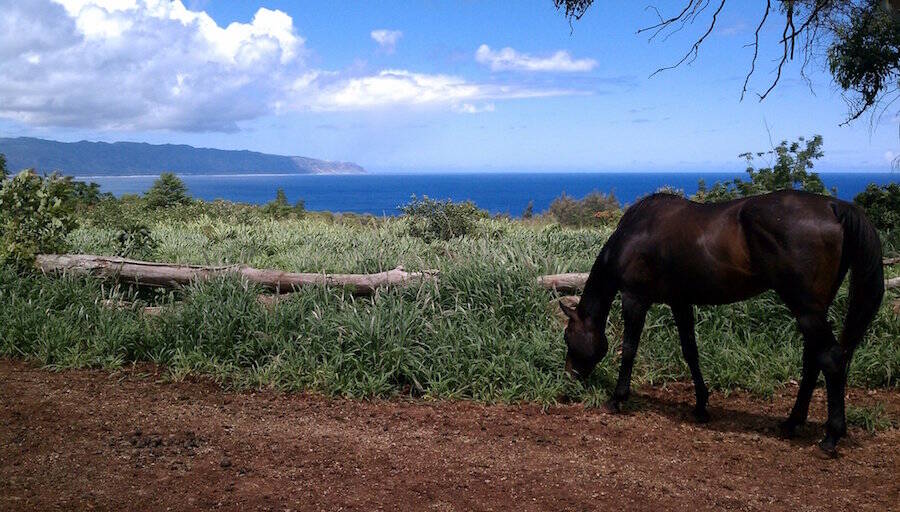 Happy Trails Hawaii Horseback Rides Haleiwa