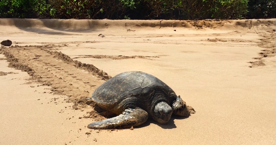 Where to See Sea Turtles on Oahu