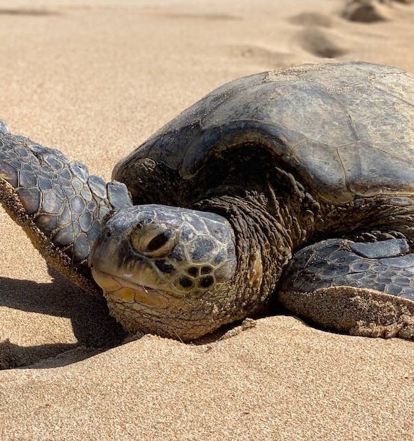 Where to See Sea Turtles on Oahu