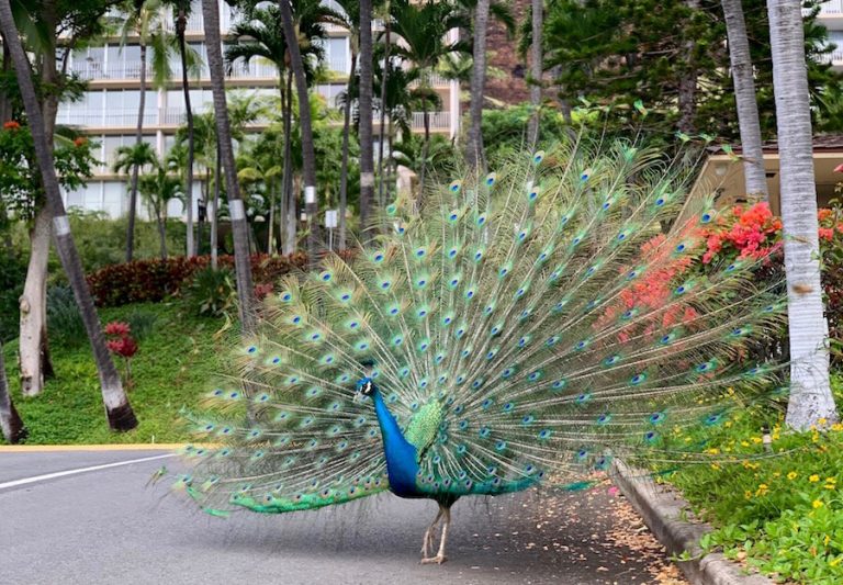 Is Waianae / Makaha Safe for Tourists? An Honest Answer