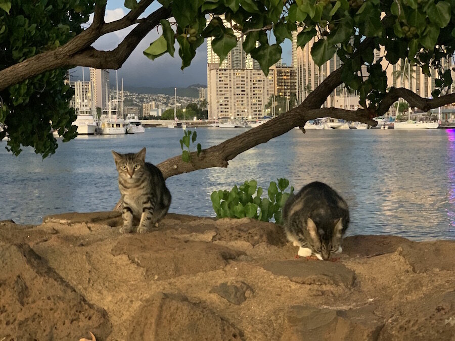 Ala Moana Beach Park Cats