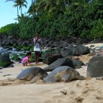 Turtle Beach Oahu