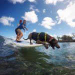 Hawaii Surf Dogs