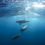 Ko Olina Ocean Adventures Speedboat Dolphin Snorkel